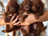 Kore Toy Poodl Yavrularımız Ruhsatlı Çiftliği Mızden