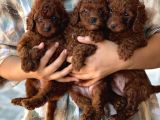 Kore Toy Poodl Yavrularımız Ruhsatlı Çiftliği Mızden