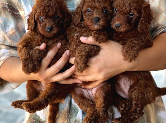 Kore Toy Poodl Yavrularımız Ruhsatlı Çiftliği Mızden görsel