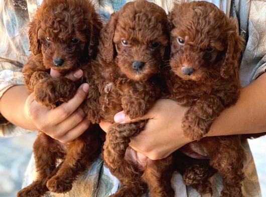 Kore Toy Poodl Yavrularımız Ruhsatlı Çiftliği Mızden görsel