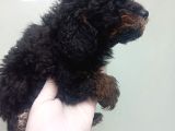 Phantom Korea  Toypoodle Bebeği̇mi̇z