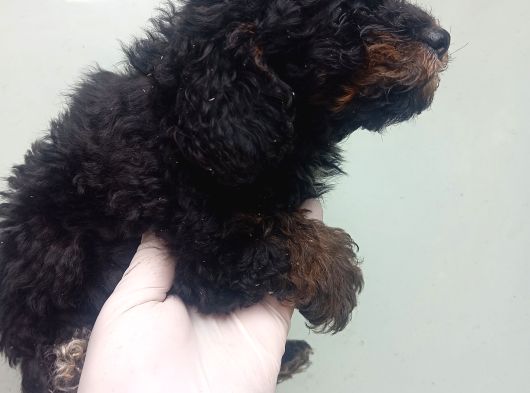 Phantom Korea  Toypoodle Bebeği̇mi̇z görsel