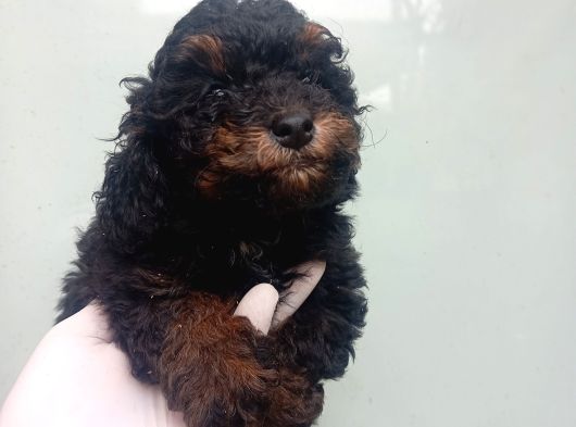 Phantom Korea  Toypoodle Bebeği̇mi̇z görsel