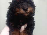 Phantom Korea  Toypoodle Bebeği̇mi̇z