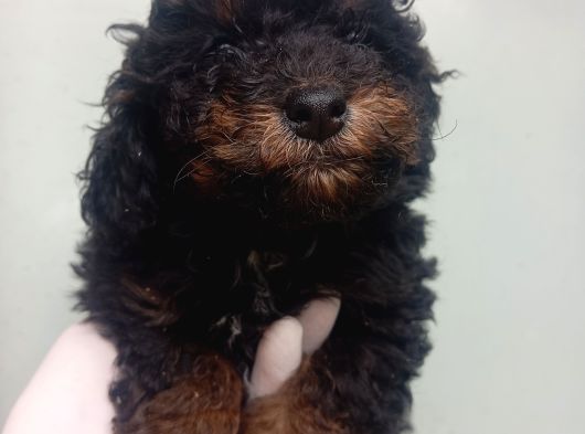 Phantom Korea  Toypoodle Bebeği̇mi̇z görsel