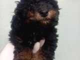 Phantom Korea  Toypoodle Bebeği̇mi̇z