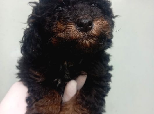 Phantom Korea  Toypoodle Bebeği̇mi̇z görsel