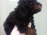 PHANTOM KOREA  TOYPOODLE BEBEĞİMİZ