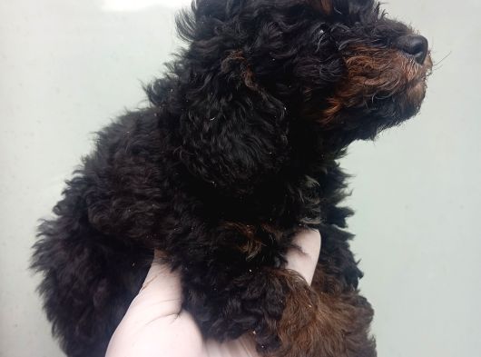 Phantom Korea  Toypoodle Bebeği̇mi̇z