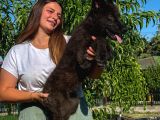 Çi̇ftli̇kten Şecereli̇ Ameri̇kan Ve Çekoslovak Wolf Dog Yavrular