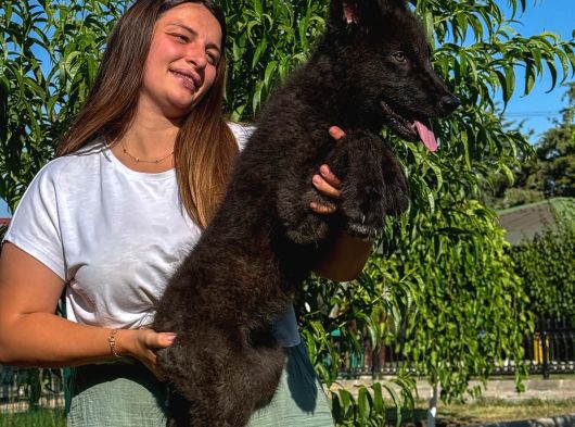 Çi̇ftli̇kten Şecereli̇ Ameri̇kan Ve Çekoslovak Wolf Dog Yavrular görsel