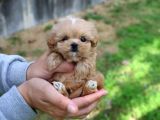Tüy Dökmeyen Üst Kali̇te Malti̇poo Bebekler