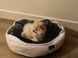 Erkek Pomeranian Yavru