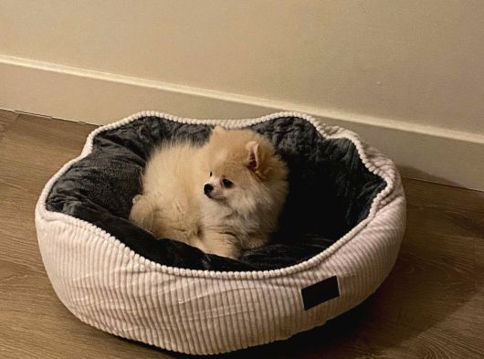 Erkek Pomeranian Yavru görsel