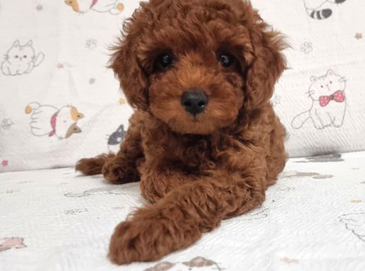 Oyuncu Ve Cana Yakın Safkan Poodle Yavrularım