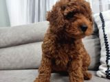 Oyuncu Ve Cana Yakın Safkan Poodle Yavrularım