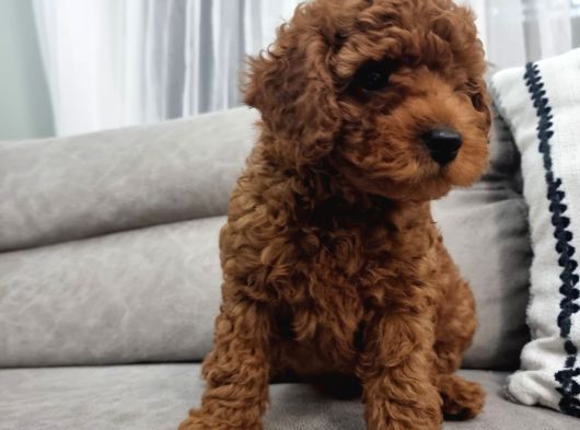 Oyuncu Ve Cana Yakın Safkan Poodle Yavrularım görsel