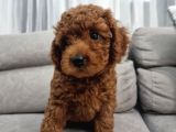 Oyuncu Ve Cana Yakın Safkan Poodle Yavrularım