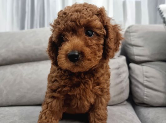 Oyuncu Ve Cana Yakın Safkan Poodle Yavrularım görsel