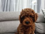 Oyuncu Ve Cana Yakın Safkan Poodle Yavrularım