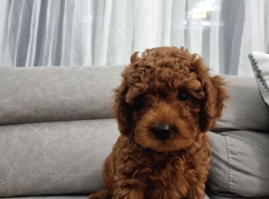 Oyuncu Ve Cana Yakın Safkan Poodle Yavrularım görsel