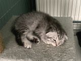 Scottish Fold Yavruları
