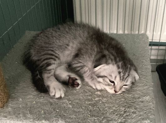 Scottish Fold Yavruları görsel