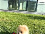 Erkek Pomeranian Yavru