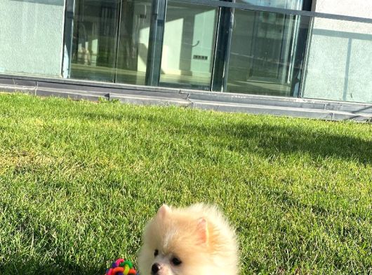 Erkek Pomeranian Yavru görsel