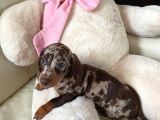 TÜRKİYEDE TEK EN ÖZEL RENK İLE DACSHUND MERLE