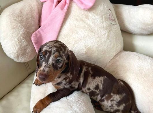 Türki̇yede Tek En Özel Renk İle Dacshund Merle