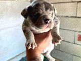 Exotic bully yavru
