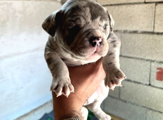 Exotic Bully Yavru