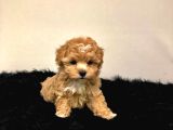 Hari̇ka Malti̇poo Bebekler