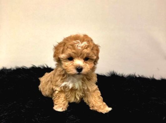 Hari̇ka Malti̇poo Bebekler