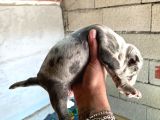 Exotic Bully Yavru