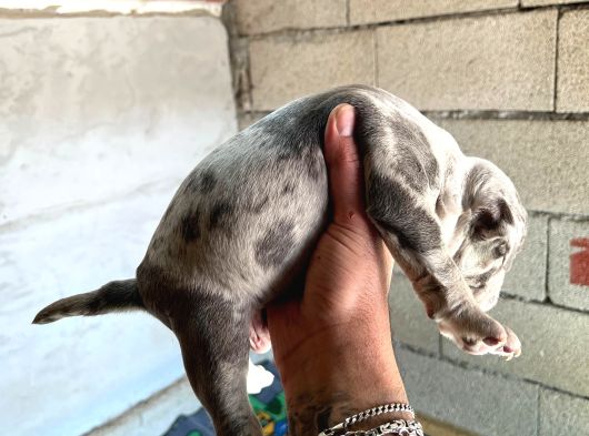 Exotic Bully Yavru görsel