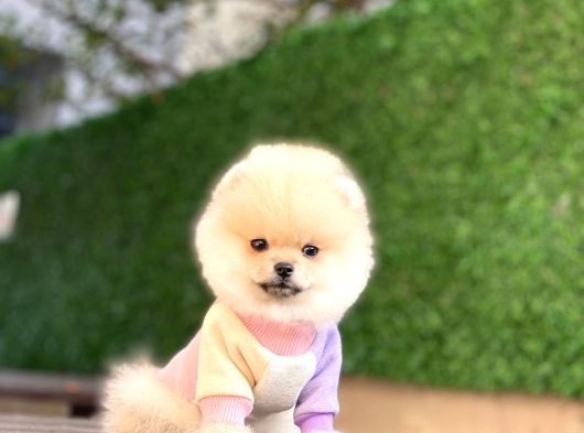 A Kalite Pomeranian Boo görsel