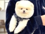 Sevimli Pomeranian Yavrular