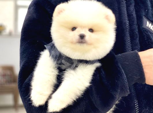 Sevimli Pomeranian Yavrular