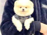Sevimli Pomeranian Yavrular