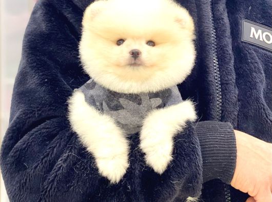 Sevimli Pomeranian Yavrular görsel