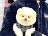 Sevimli Pomeranian Yavrular
