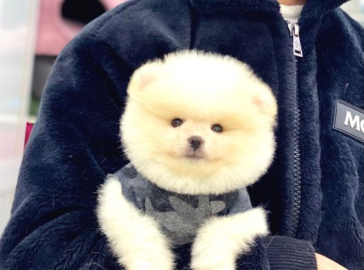 Sevimli Pomeranian Yavrular görsel