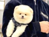 Sevimli Pomeranian Yavrular