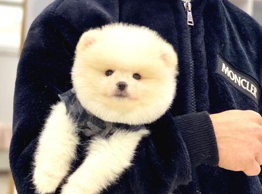 Sevimli Pomeranian Yavrular görsel