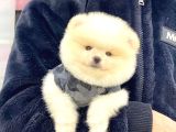 Sevimli Pomeranian Yavrular