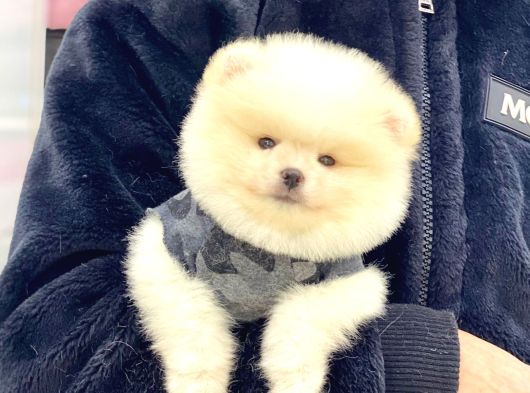Sevimli Pomeranian Yavrular görsel