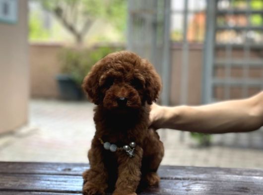 Sevimli Toy Poodle Kore Yavrular görsel