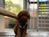 Sevimli Toy Poodle Kore Yavrular